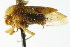  ( - CNC#HEM401581)  @11 [ ] CreativeCommons - Attribution (2011) CNC/CBG Photography Group Centre for Biodiversity Genomics