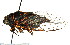  ( - CNC#HEM401712)  @13 [ ] CreativeCommons - Attribution (2011) CNC/CBG Photography Group Centre for Biodiversity Genomics