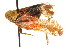  ( - CNC#HEM401757)  @11 [ ] CreativeCommons - Attribution (2011) CNC/CBG Photography Group Centre for Biodiversity Genomics