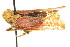  ( - CNC#HEM401759)  @11 [ ] CreativeCommons - Attribution (2011) CNC/CBG Photography Group Centre for Biodiversity Genomics
