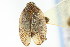  ( - CNC#HEM401792)  @13 [ ] CreativeCommons - Attribution (2011) CNC/CBG Photography Group Centre for Biodiversity Genomics
