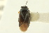  ( - CNC#PBI00242883)  @11 [ ] CreativeCommons - Attribution (2011) CNC/CBG Photography Group Centre for Biodiversity Genomics