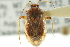  ( - CNC#HEM300018)  @11 [ ] CreativeCommons - Attribution (2011) CNC/CBG Photography Group Centre for Biodiversity Genomics