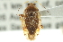  (Henrylygus nubilus - CNC#HEM300040)  @13 [ ] CreativeCommons - Attribution (2011) CNC/CBG Photography Group Centre for Biodiversity Genomics