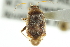 ( - CNC#HEM300041)  @11 [ ] CreativeCommons - Attribution (2011) CNC/CBG Photography Group Centre for Biodiversity Genomics