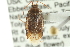  ( - CNC#HEM300057)  @13 [ ] CreativeCommons - Attribution (2011) CNC/CBG Photography Group Centre for Biodiversity Genomics
