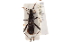  (Alydus eurinus - CNC#HEM305149)  @11 [ ] CreativeCommons - Attribution (2012) CNC/CBG Photography Group Centre for Biodiversity Genomics