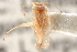  ( - CNC#HEM305201)  @11 [ ] CreativeCommons - Attribution (2012) CNC/CBG Photography Group Centre for Biodiversity Genomics