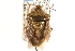  ( - CNC#HEM305239)  @11 [ ] CreativeCommons - Attribution (2012) CNC/CBG Photography Group Centre for Biodiversity Genomics