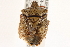  ( - CNC#HEM305242)  @11 [ ] CreativeCommons - Attribution (2012) CNC/CBG Photography Group Centre for Biodiversity Genomics