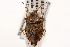  ( - CNC#HEM305247)  @12 [ ] CreativeCommons - Attribution (2012) CNC/CBG Photography Group Centre for Biodiversity Genomics