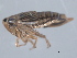  ( - CNC#HEM402350)  @12 [ ] CreativeCommons - Attribution (2012) CNC/CBG Photography Group Centre for Biodiversity Genomics