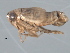  (Athysanella occidentalis mansa - CNC#HEM402519)  @12 [ ] CreativeCommons - Attribution (2012) CNC/CBG Photography Group Centre for Biodiversity Genomics