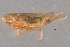  ( - CNC#HEM402700)  @13 [ ] CreativeCommons - Attribution (2012) CNC/CBG Photography Group Centre for Biodiversity Genomics