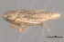  ( - CNC#HEM402701)  @12 [ ] CreativeCommons - Attribution (2012) CNC/CBG Photography Group Centre for Biodiversity Genomics
