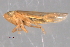  ( - CNC#HEM402703)  @11 [ ] CreativeCommons - Attribution (2012) CNC/CBG Photography Group Centre for Biodiversity Genomics