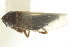  ( - CNC#HEM402748)  @12 [ ] CreativeCommons - Attribution (2012) CNC/CBG Photography Group Centre for Biodiversity Genomics