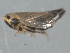  ( - CNC#HEM402754)  @11 [ ] CreativeCommons - Attribution (2012) CNC/CBG Photography Group Centre for Biodiversity Genomics