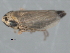  ( - CNC#HEM402755)  @11 [ ] CreativeCommons - Attribution (2012) CNC/CBG Photography Group Centre for Biodiversity Genomics