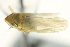  ( - CNC#HEM402802)  @12 [ ] CreativeCommons - Attribution (2012) CNC/CBG Photography Group Centre for Biodiversity Genomics