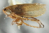  (Amblysellus acuerus - CNC#HEM402827)  @13 [ ] CreativeCommons - Attribution (2012) CNC/CBG Photography Group Centre for Biodiversity Genomics