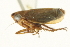  ( - CNC#HEM402833)  @13 [ ] CreativeCommons - Attribution (2012) CNC/CBG Photography Group Centre for Biodiversity Genomics