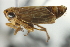  ( - CNC#HEM402835)  @11 [ ] CreativeCommons - Attribution (2012) CNC/CBG Photography Group Centre for Biodiversity Genomics