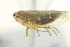  (Endria inimicus - CNC#HEM402854)  @14 [ ] CreativeCommons - Attribution (2012) CNC/CBG Photography Group Centre for Biodiversity Genomics