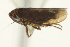  ( - CNC#HEM402921)  @13 [ ] CreativeCommons - Attribution (2012) CBG Photography Group Centre for Biodiversity Genomics