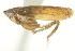  ( - CNC#HEM402979)  @12 [ ] CreativeCommons - Attribution (2012) CBG Photography Group Centre for Biodiversity Genomics