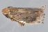  ( - CNC#HEM402997)  @13 [ ] CreativeCommons - Attribution (2012) CNC/CBG Photography Group Centre for Biodiversity Genomics
