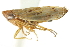  ( - CNC#HEM402999)  @11 [ ] CreativeCommons - Attribution (2012) CNC/CBG Photography Group Centre for Biodiversity Genomics
