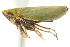  ( - CNC#HEM403002)  @11 [ ] CreativeCommons - Attribution (2012) CNC/CBG Photography Group Centre for Biodiversity Genomics