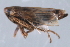  ( - CNC#HEM403123)  @12 [ ] CreativeCommons - Attribution (2012) CNC/CBG Photography Group Centre for Biodiversity Genomics