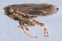  ( - CNC#HEM403125)  @11 [ ] CreativeCommons - Attribution (2012) CNC/CBG Photography Group Centre for Biodiversity Genomics