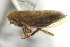  ( - CNC#HEM403126)  @13 [ ] CreativeCommons - Attribution (2012) CNC/CBG Photography Group Centre for Biodiversity Genomics