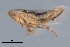  ( - CNC#HEM403238)  @12 [ ] CreativeCommons - Attribution (2012) CNC/CBG Photography Group Centre for Biodiversity Genomics