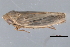  ( - CNC#HEM403270)  @13 [ ] CreativeCommons - Attribution (2012) CNC/CBG Photography Group Centre for Biodiversity Genomics