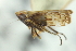  ( - CNC#HEM403278)  @12 [ ] CreativeCommons - Attribution (2012) CNC/CBG Photography Group Centre for Biodiversity Genomics