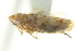  ( - CNC#HEM403306)  @11 [ ] CreativeCommons - Attribution (2012) CNC/CBG Photography Group Centre for Biodiversity Genomics