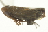  ( - CNC#HEM403428)  @11 [ ] CreativeCommons - Attribution (2012) CNC/CBG Photography Group Centre for Biodiversity Genomics