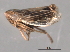  ( - CNC#HEM403462)  @11 [ ] CreativeCommons - Attribution (2012) CNC/CBG Photography Group Centre for Biodiversity Genomics