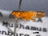  ( - CNC#HEM403759)  @11 [ ] CreativeCommons - Attribution (2012) CNC/CBG Photography Group Centre for Biodiversity Genomics
