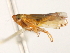  ( - CNC#HEM403898)  @11 [ ] CreativeCommons - Attribution (2012) CNC/CBG Photography Group Centre for Biodiversity Genomics