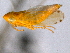 ( - CNC#HEM403899)  @11 [ ] CreativeCommons - Attribution (2012) CNC/CBG Photography Group Centre for Biodiversity Genomics