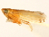  ( - CNC#HEM403900)  @11 [ ] CreativeCommons - Attribution (2012) CNC/CBG Photography Group Centre for Biodiversity Genomics