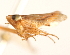  ( - CNC#HEM403902)  @11 [ ] CreativeCommons - Attribution (2012) CNC/CBG Photography Group Centre for Biodiversity Genomics