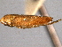  ( - CNC#HEM403931)  @11 [ ] CreativeCommons - Attribution (2012) CNC/CBG Photography Group Centre for Biodiversity Genomics