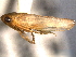  ( - CNC#HEM403933)  @11 [ ] CreativeCommons - Attribution (2012) CNC/CBG Photography Group Centre for Biodiversity Genomics