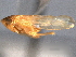  ( - CNC#HEM403934)  @11 [ ] CreativeCommons - Attribution (2012) CNC/CBG Photography Group Centre for Biodiversity Genomics